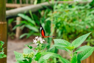 Cairns: Il meglio della foresta pluviale di Kuranda Tour di un giorno e pranzo