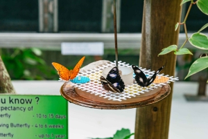 Cairns: Il meglio della foresta pluviale di Kuranda Tour di un giorno e pranzo