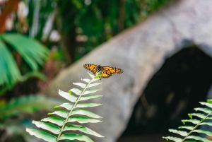 Cairns: Il meglio della foresta pluviale di Kuranda Tour di un giorno e pranzo