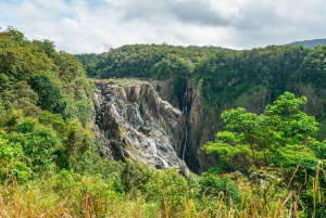 Cairns: Il meglio della foresta pluviale di Kuranda Tour di un giorno e pranzo