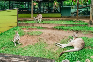 Cairns: Il meglio della foresta pluviale di Kuranda Tour di un giorno e pranzo