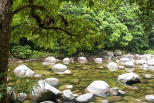 Cairns: Cape Tribulation & Daintree Rainforest Premium Tour