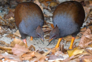 Cairns: Cape Tribulation & Daintree Rainforest Premium Tour