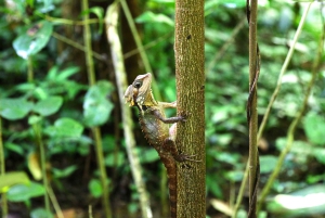 Cairns: Cape Tribulation & Daintree Rainforest Premium Tour