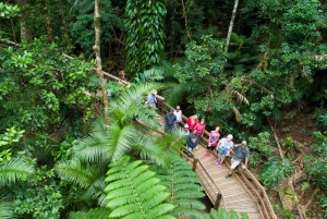 Daintree Rainforest & Cape Tribulation 4WD Tour