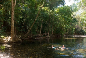 Cairns: Daintree & Cape Tribulation Guided 4WD Tour