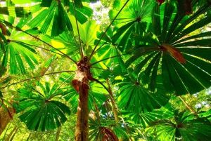 Cairns: Cape Tribulation, Mossman Gorge & Daintree Day Tour