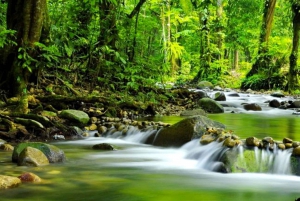 Cairns: Cape Tribulation, Mossman Gorge & Daintree Day Tour