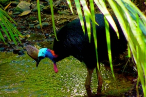 Cairns: Cape Tribulation, Mossman Gorge & Daintree Day Tour