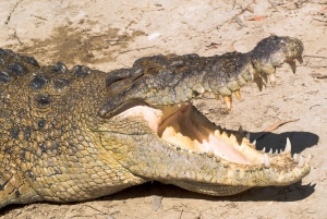 Cairns: Cape Tribulation, Mossman Gorge & Daintree Day Tour