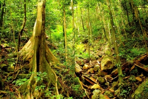 Cairns: Cape Tribulation, Mossman Gorge & Daintree Day Tour
