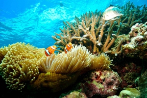 Cairns: Great Barrier Reef Pontoon - Indulgence Package