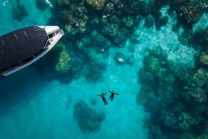 Cairns: Great Barrier Reef Small Group Snorkelling Tour