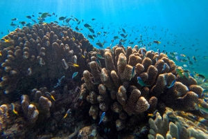 Cairns: Great Barrier Reef Small Group Snorkelling Tour