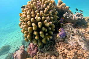 Cairns: Great Barrier Reef Small Group Snorkelling Tour