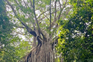 Cairns: Paronella, Lake Barrine & Millaa Millaa Falls Tour