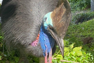 Cairns: Paronella Park Rainforest Full-Day Tour with Dinner