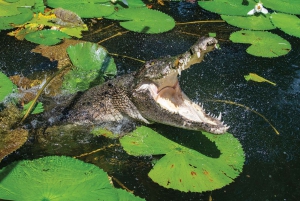 Cairns: Utflykt till krokodil- och djurpark