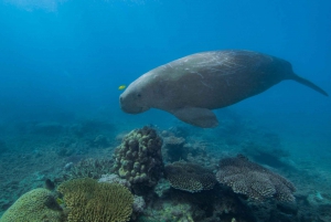 Cairns: Snorkel & Dive a Secluded Great Barrier Reef Island