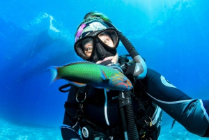 Cairns: Snorkel & Dive a Secluded Great Barrier Reef Island