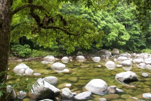 Cairns: Cape Tribulation & Daintree Rainforest Premium Tour