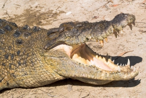 Cairns: Cape Tribulation & Daintree Rainforest Premium Tour