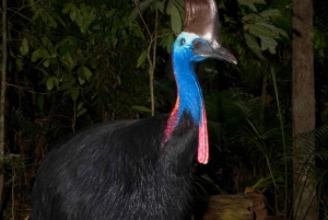 Cairns: Cape Tribulation & Daintree Rainforest Premium Tour