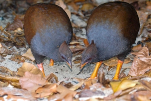 Cairns: Cape Tribulation & Daintree Rainforest Premium Tour