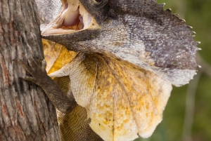 Cairns: Cape Tribulation & Daintree Rainforest Premium Tour