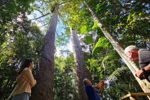 From Cairns: Atherton Tablelands and Paronella Park Day Trip