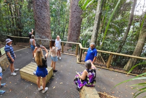 From Cairns: Atherton Tablelands and Paronella Park Day Trip