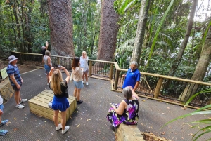 From Cairns: Atherton Tablelands and Paronella Park Day Trip