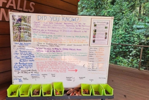 From Cairns: Atherton Tablelands and Paronella Park Day Trip