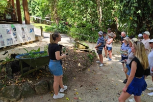 From Cairns: Atherton Tablelands and Paronella Park Day Trip