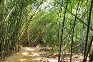 From Cairns: Atherton Tablelands and Paronella Park Day Trip