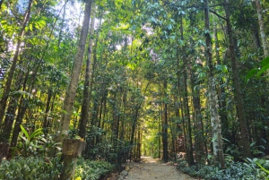 From Cairns: Atherton Tablelands and Paronella Park Day Trip