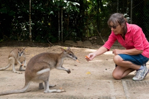 From Cairns: Daintree Rainforest & Cape Tribulation 4WD Tour