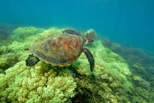 From Cairns: Full-Day Green Island Cruise