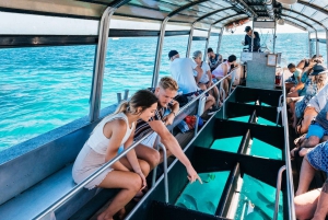 Cairns: Green Island Snorkelling or Glass Bottom Boat