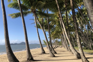 From Port Douglas: Kuranda via Scenic Rail or Skyrail Option