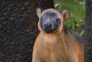 Kuranda, Cairns & Port Douglas Multi-Park Package