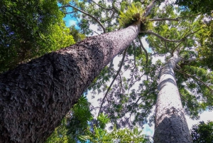 Paronella Park, Lake Barrine, and Milla Milla Falls Day Tour