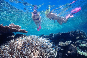 From Cairns: 3-Day Reef, Rainforest, and Outback Package