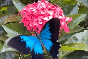 Tablelands Sights & Daintree Rainforest (2 Day Tours)