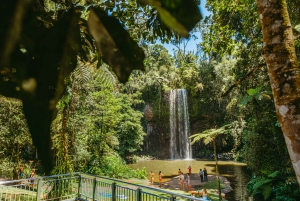 Waterfall, Wildlife and Rainforest Tour from Cairns
