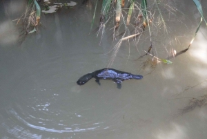 Waterfall, Wildlife and Rainforest Tour from Cairns