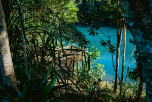 Waterfall, Wildlife and Rainforest Tour from Cairns