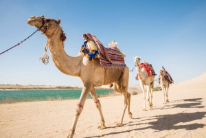 From Cairo: 4x4 Desert Safari with Sandboarding & Camel Ride