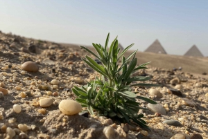 Cairo: Privat ridetur på arabiske heste ved Giza-pyramiderne