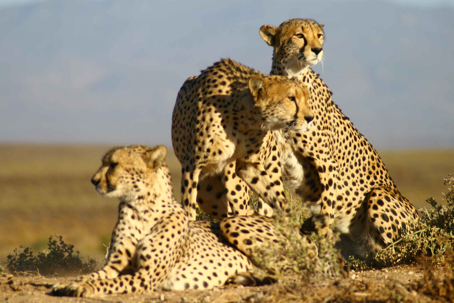 4 Tage Kapstadt Essential Tour & Big 5 Safari in Inverdoorn